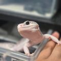 아기레게