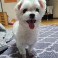 우리집개이름쩡이