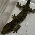 레클