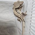 크레용샵