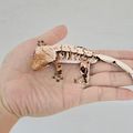 serengecko