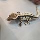 53Gecko