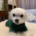 진돌이