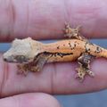 EgoExotics