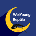 월영렙타일