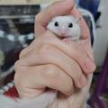 유양이