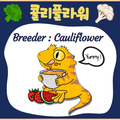 콜리플라워