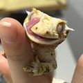 레똥브라더스