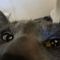 크레스티드게