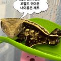 인천소소한사육방