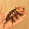 Crestie01