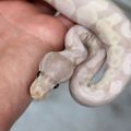 Crestie01
