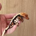 Crestie01