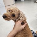프리사어