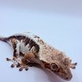 PURPLEDOGI