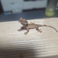 지코왕코게코