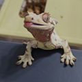 임크레