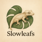 슬로우리프