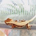 서울크레