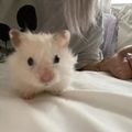 햄꽁이