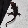 SPACEGECKO