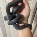 레더렙타일