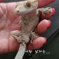 넌말이지