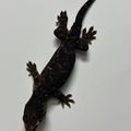 gecokocrocs