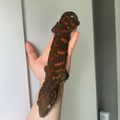 gecokocrocs