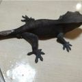 BECLASSYGECKO