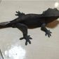 BECLASSYGECKO