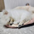 신사렙타일
