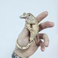 Bcigecko