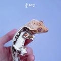 동지크레