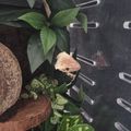 윤크레yoon