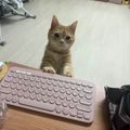 스필반
