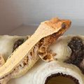 귀욤뽀짝CrestedGecko