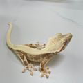김집사