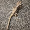 GHOST고스트