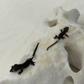 싸커크레맘