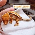 summit