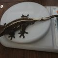 다크지니
