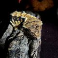 RavenGecko
