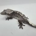 Blissgecko