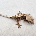 Blissgecko