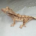 루콜라98