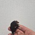 차콜에네스
