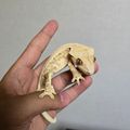 크레스토랑