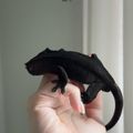 adorablecre