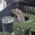카더모스트